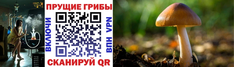 omg онион  Новоуральск  Псилоцибиновые грибы Cubensis 
